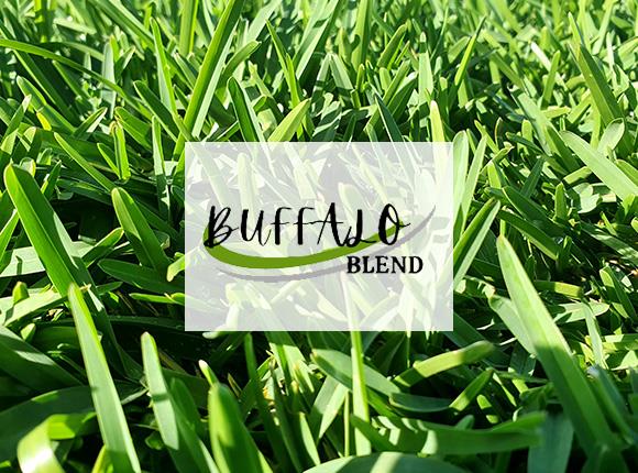 soft leaf buffalo grass turf suppliers sunshine coast