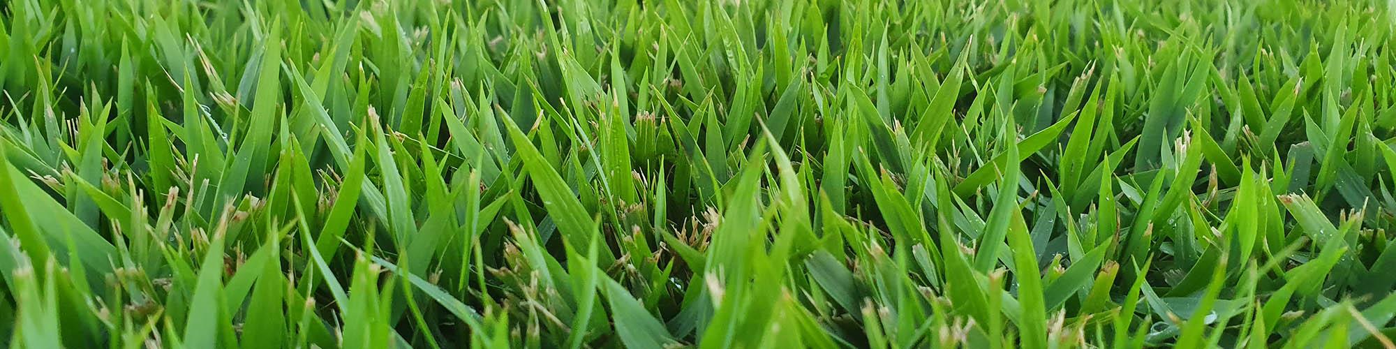 nara zoysia lawn supplier